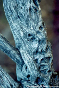 Blue Face Tree